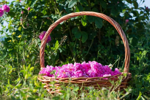 گل محمدی معجزه طبیعت برای ساخت کرم‌ های مرطوب کننده خانگی